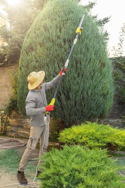 How Our Tree Care Process Works  in Emory, TX